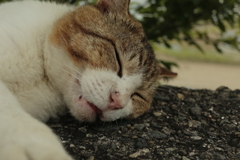 トム君