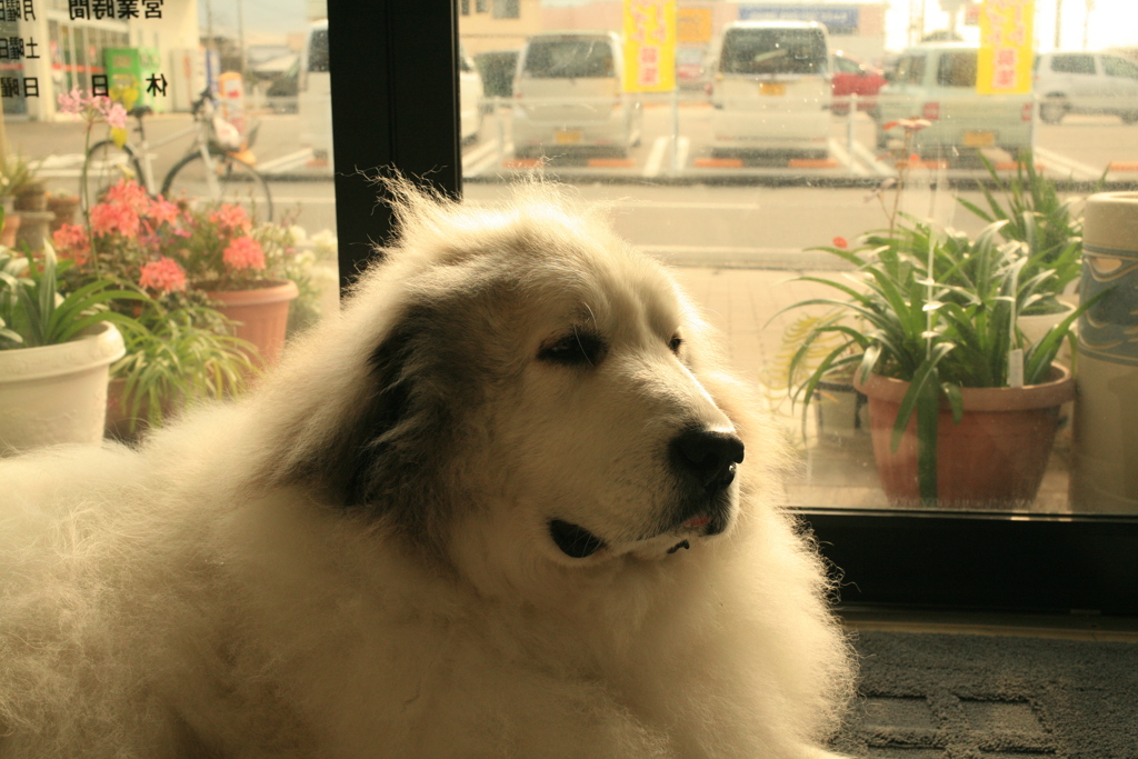今日もココさんは元気、私は風邪ひいた