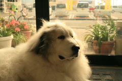 今日もココさんは元気、私は風邪ひいた