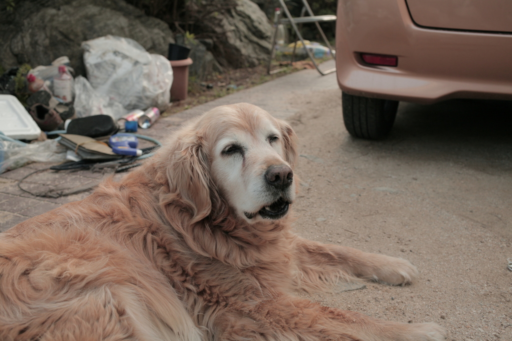 引越しの監督してるみゅうちゃん