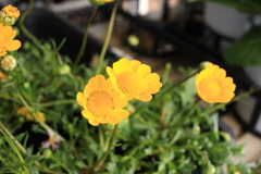 スーパーで売ってた花