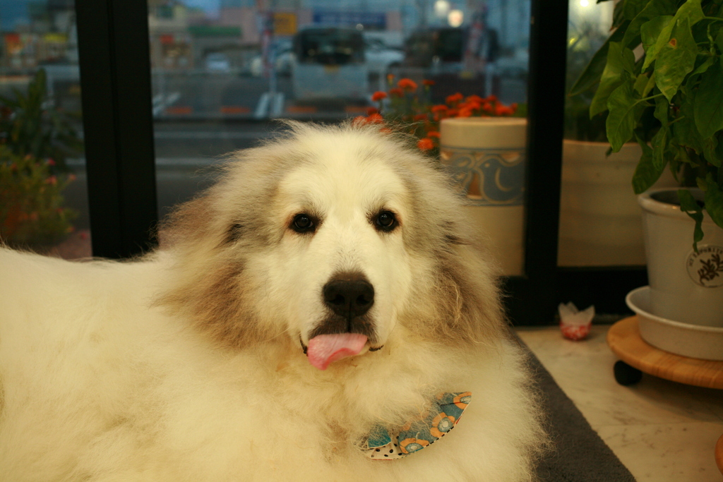 お久しぶりのココさん