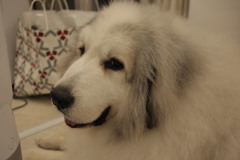 今日もポニョポニョしてるココさん