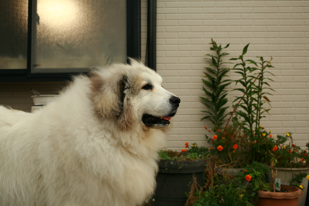 今日ももふもふのココさん