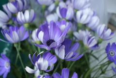 特売でめっちゃ安かったそう