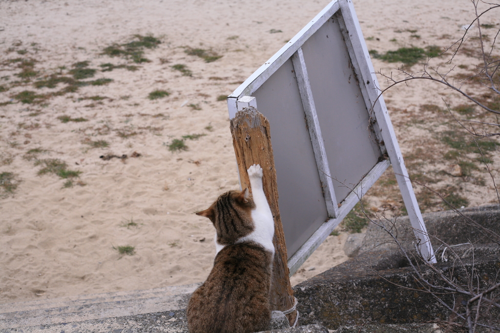 爪とぎするトム君