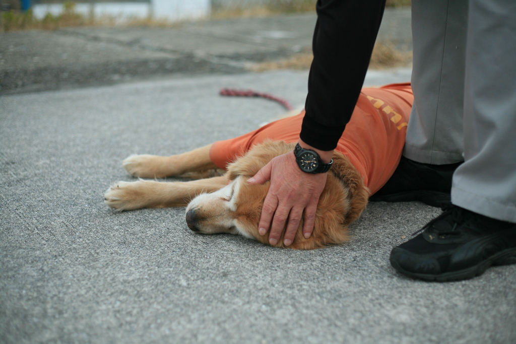 よしよししてもらうみゅうちゃん