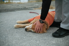 よしよししてもらうみゅうちゃん