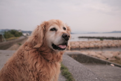 みゅうちゃんと浜にて