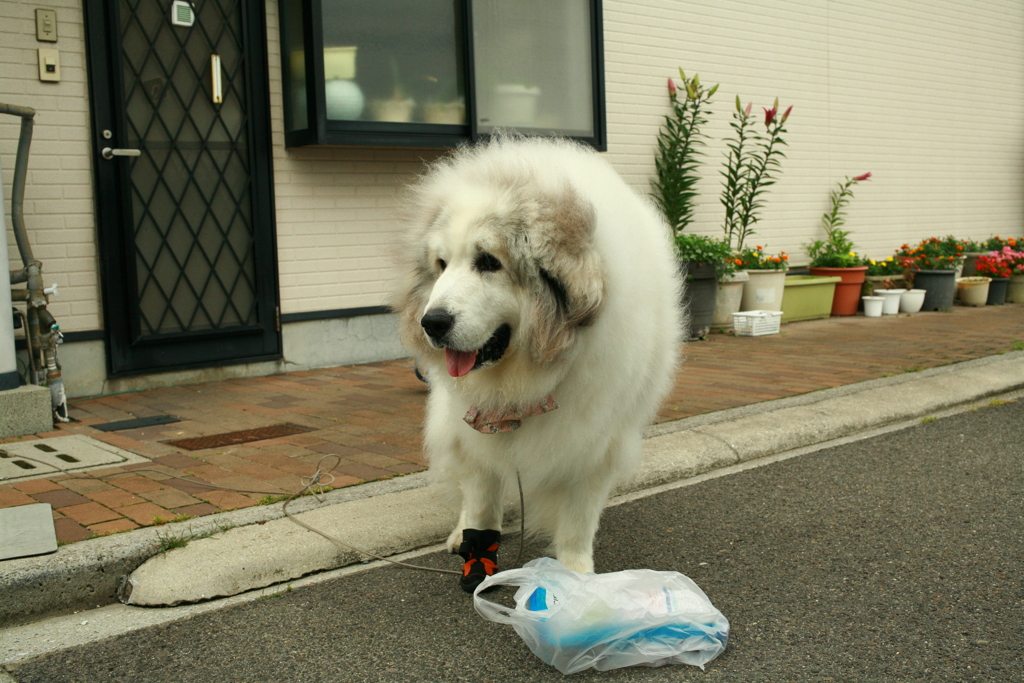 おやつ煮干しを持ってたらデレデレのココ様