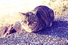 フイルム風＠2019-02-10