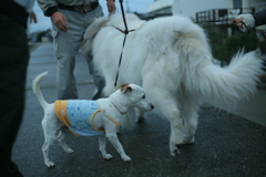 ココさんとクルルちゃん