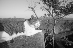 鼻水ずるずるのトム君