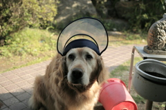 フェイスガードしてニュータイプのみゅうちゃん