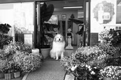 お店番してるココさん