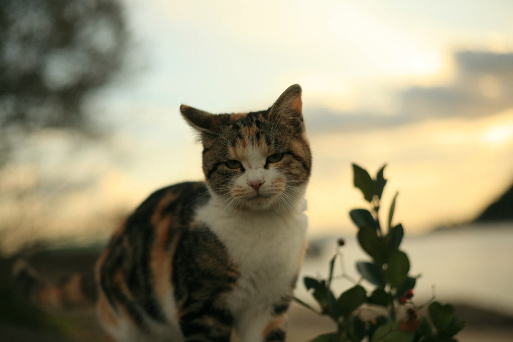 子猫もどんどん大きくなってる