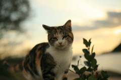 子猫もどんどん大きくなってる