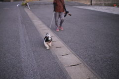 散歩してるマック