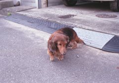 フィルムカメラEos650にて