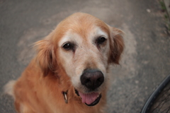 お宿番のみゅうちゃん