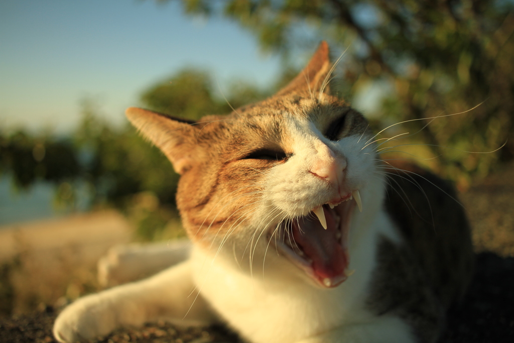 寄るんじゃね～～～～～