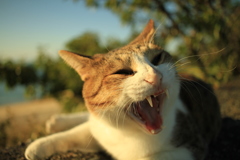 寄るんじゃね～～～～～