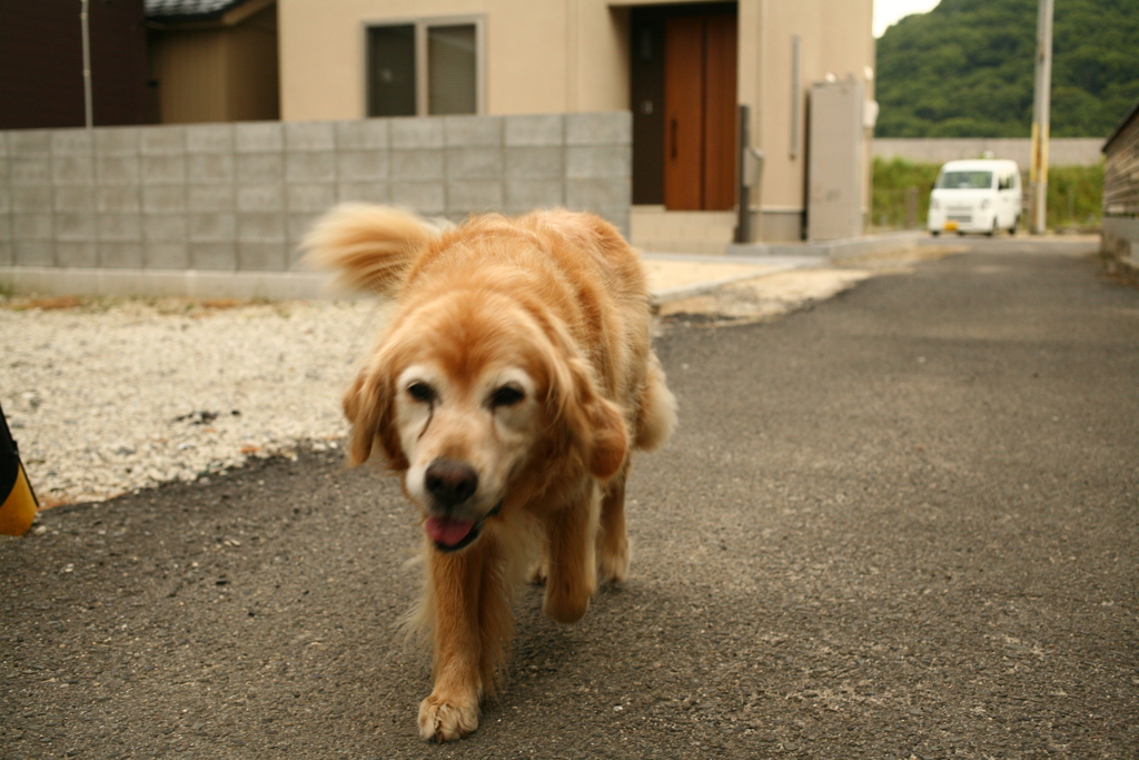 一人で散歩に行ってたみゅうちゃん