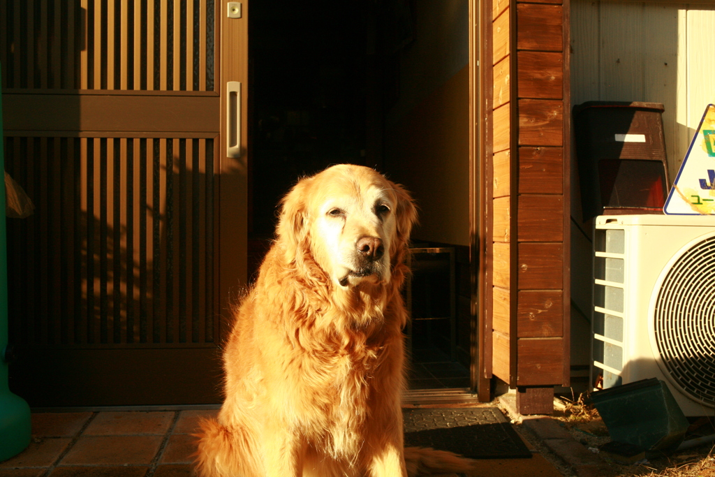 意地でも散歩に行こうとしないみゅうちゃん