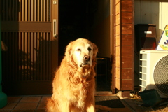 意地でも散歩に行こうとしないみゅうちゃん