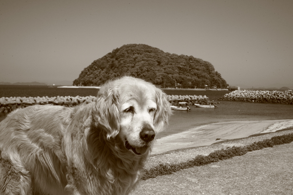 朝、みゅうちゃんと散歩