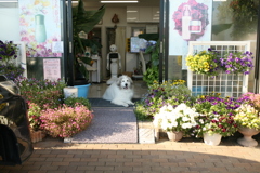 お店番してるココさん