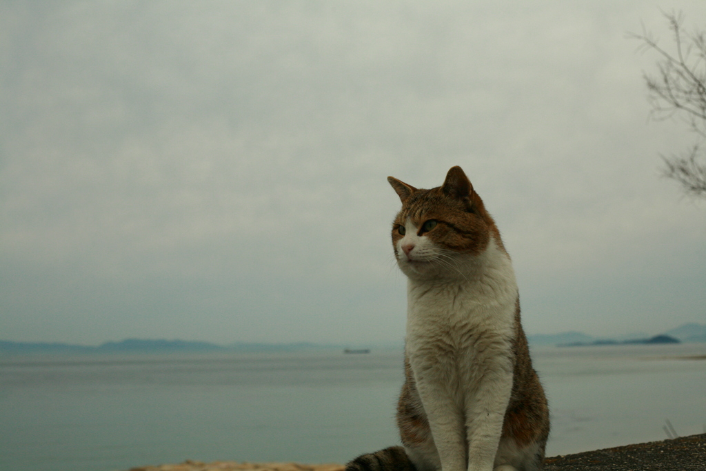 イケメン猫トム君
