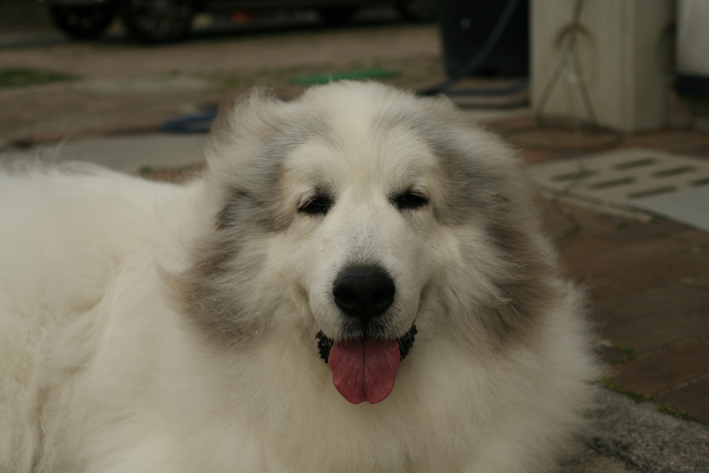 笑顔のココさん