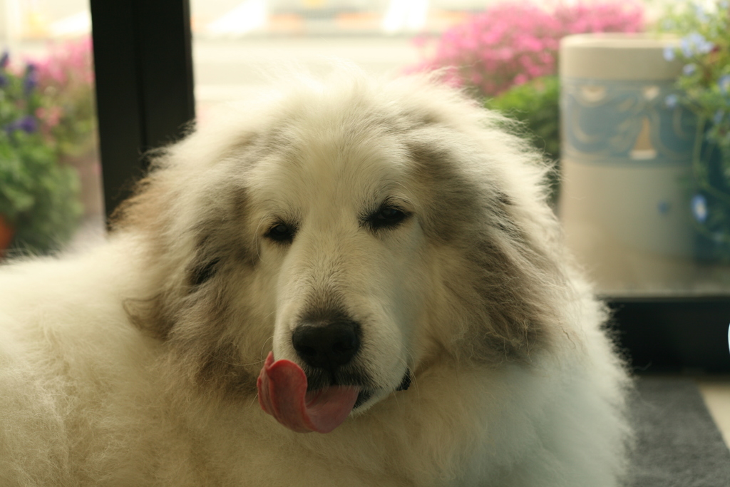 裏からとことこ出てきてくれたココさん