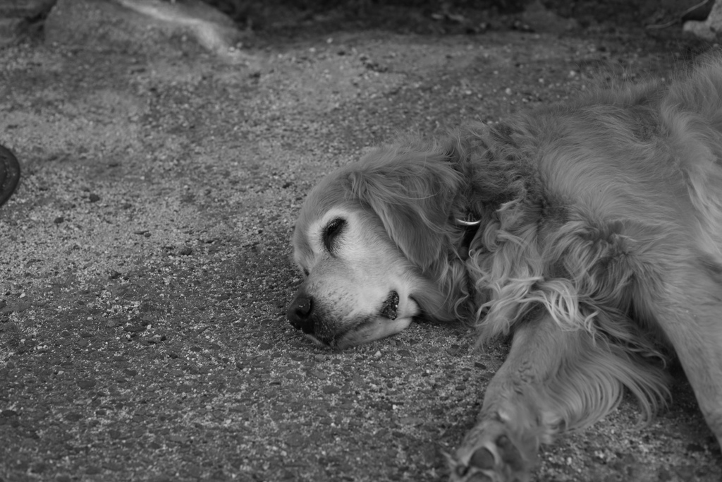 レンズの違いもあるんだろうけど、フルサイズって写りますな　!(^^)!