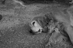レンズの違いもあるんだろうけど、フルサイズって写りますな　!(^^)!