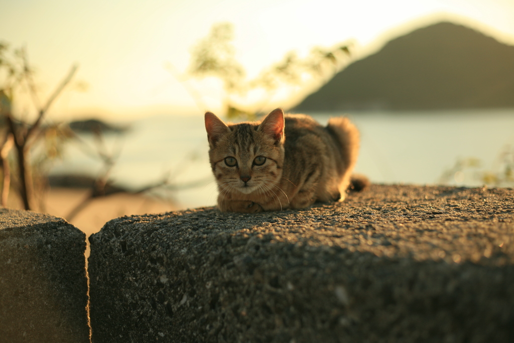 子猫
