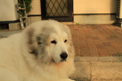 夕方、表で番犬してるココちゃま