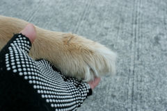 みゅうちゃんのお手