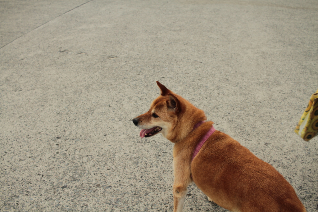 散歩中のモクちゃん