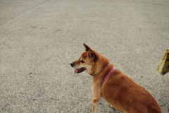 散歩中のモクちゃん