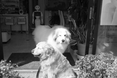 みゅうちゃんが引っ越ししてきたところココ様のすぐ近所