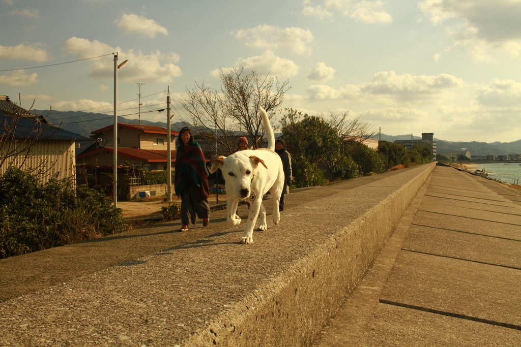 正月散歩してるククルさん