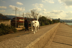 正月散歩してるククルさん