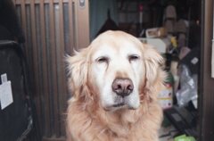 EosKiss3にて今朝　FujiC200