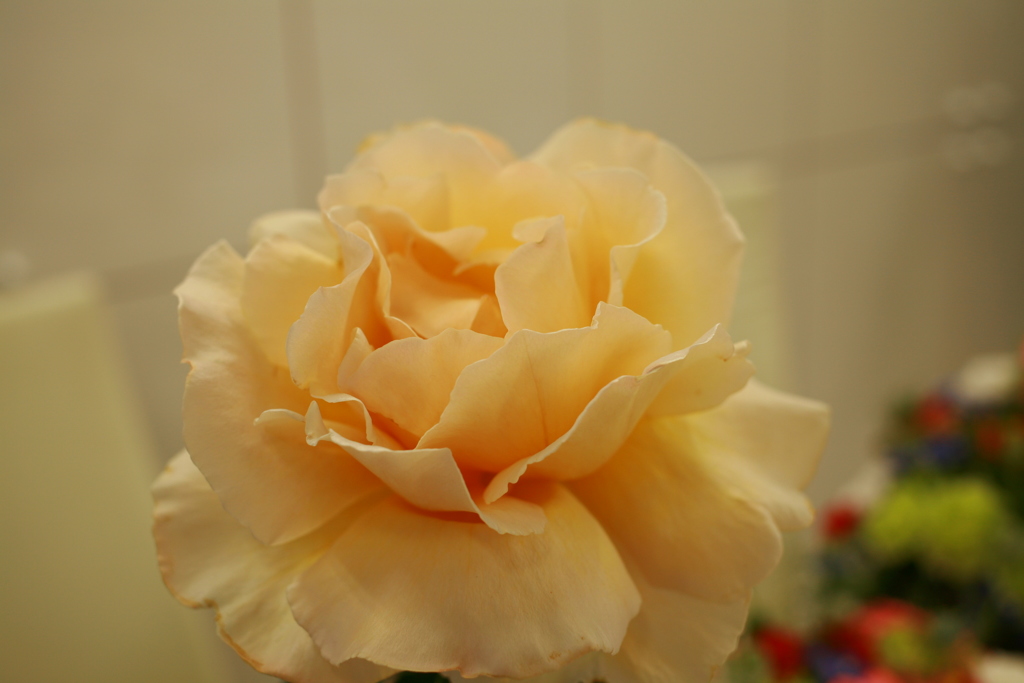 ココさんところの花