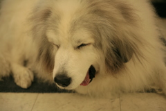 お店番してるココさん