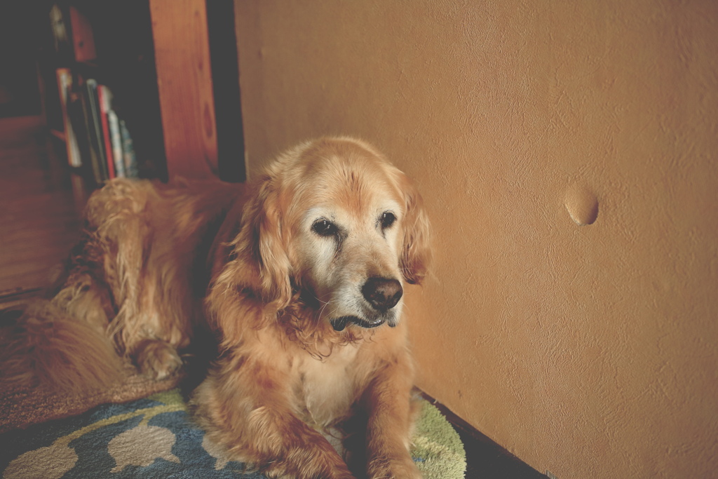 お客さんを待ってるみゅうちゃん