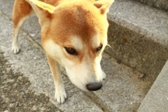 マイル