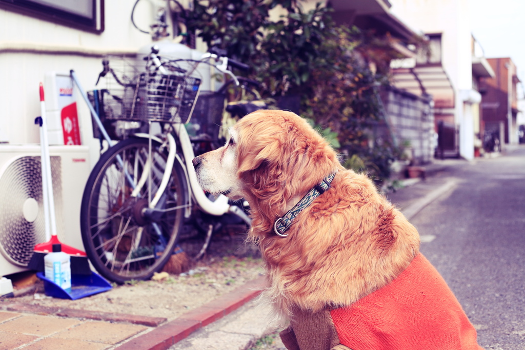 フィルム風みゅうちゃん